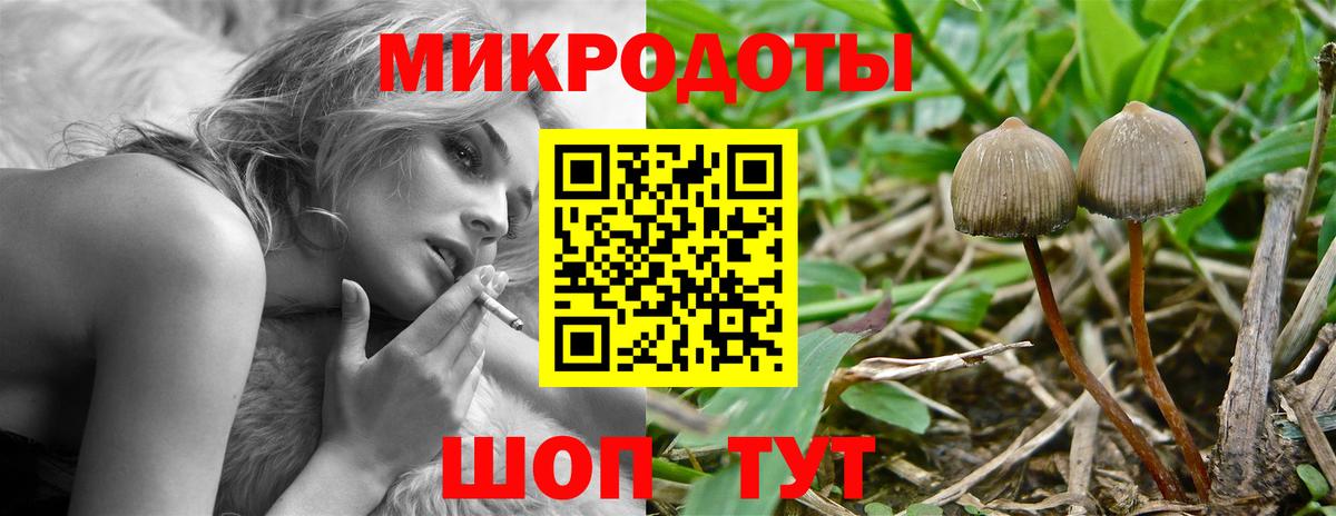 Псилоцибиновые грибы Psilocybe Шали